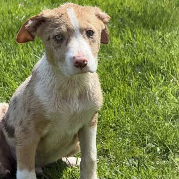 Australian Shepherd and Mixed Breed Dogs Available for Adoption in Stormville, New York - NY Eugene Avail Apr 25 (Tractor Supply Patterson) | PetCurious