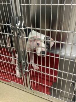 Rescue Pit Bull Terrier and Mixed Breed Dogs for Adoption in Fort Worth, Texas - Snoopy | PetCurious