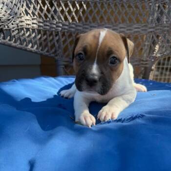 Rescue American Staffordshire Terrier and Mixed Breed Dogs for Adoption in Austin, Texas - Treasure | PetCurious