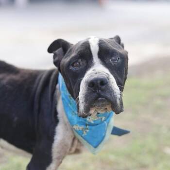 TEX -  American Staffordshire Terrier Dog for Adoption in San Antonio, Texas - TEX | PetCurious