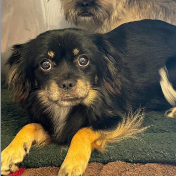 Rescue Chihuahua Dogs for Adoption in Northbrook, Illinois - King Bonded With Prince | PetCurious