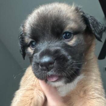 Shepherd and Labrador Retriever Dogs Available for Adoption in Austin, Texas - Phoenix | PetCurious