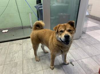 Chow Chow and Mixed Breed Dogs Available for Adoption in Grand Prairie, Texas - BALTO | PetCurious
