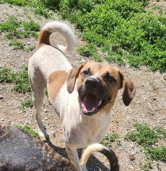 Cattle Dog Dogs Available for Adoption in Berea, Kentucky - Red | PetCurious