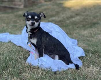 Cruz -  Chihuahua Dog for Adoption in Sandy Springs, Georgia - Cruz | PetCurious