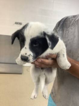Rescue Border Collie and Mixed Breed Dogs for Adoption in Fort Worth, Texas - 1 | PetCurious