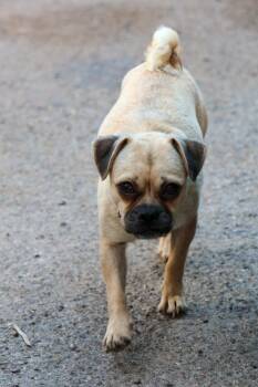 Marlowe -  Pug Dog for Adoption in Tucson, Arizona - Marlowe | PetCurious