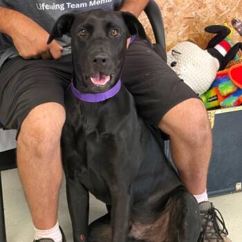 Jermayne Wysconsyn Baca -  Black Labrador Retriever Dog for Adoption in Lake Jackson, Texas - Jermayne Wysconsyn Baca | PetCurious