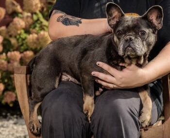 Rescue French Bulldog Dogs for Adoption in Chester Springs, Pennsylvania - Pebbles | PetCurious