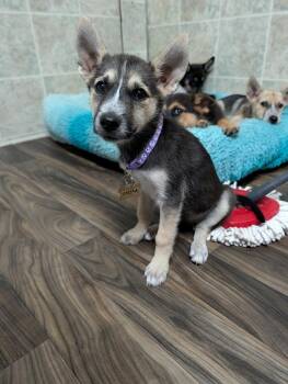 Cessna -  Husky and Rottweiler Dog for Adoption in Waunakee, Wisconsin - Cessna | PetCurious