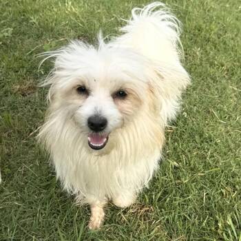 Papillon and Maltese Dogs Available for Adoption in Pelham, New Hampshire - Mikey  | PetCurious