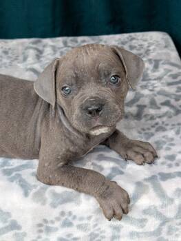 Cane Corso Dogs Available for Adoption in Baton Rouge, Louisiana - Margo | PetCurious