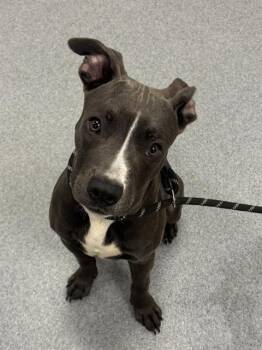 YOGURT -  Pit Bull Terrier Dog for Adoption in Indianapolis, Indiana - YOGURT | PetCurious