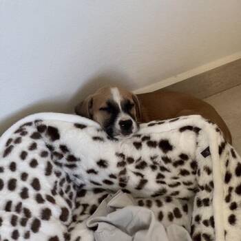 Hank -  Mixed Breed Dog for Adoption in Guaynabo, Guaynabo - Hank | PetCurious