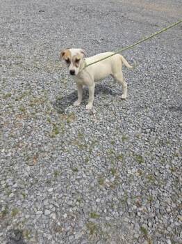 Pit Bull Terrier Dogs Available for Adoption in Cleveland, Tennessee - Casey | PetCurious