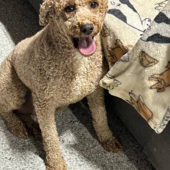 Family dog Mini Abby. 35 lbs -  Goldendoodle and Poodle Dog for Adoption in Antwerp, Ohio - Family Dog Mini Abby. 35 Lbs | PetCurious