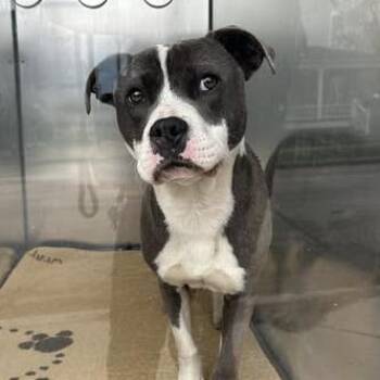 Pit Bull Terrier Dogs Available for Adoption in Bristol, Indiana - Tyson | PetCurious