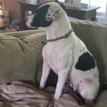 Daisy Mae -  Dalmatian Dog for Adoption in Lucedale, Mississippi - Daisy Mae | PetCurious
