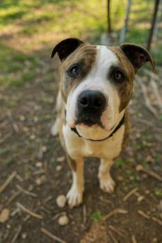 Rescue Mixed Breed Dogs for Adoption in West Chester, Pennsylvania - BeastBoy Dugan Cruz | PetCurious