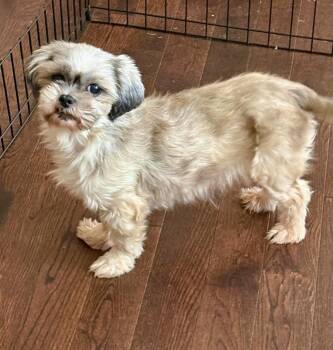 Stella -  Shih Tzu Dog for Adoption in Didsbury, Alberta - Stella | PetCurious
