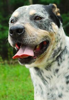 Bandit -  Australian Cattle Dog Blue Heeler Dog for Adoption in Manchester, Tennessee - Bandit | PetCurious