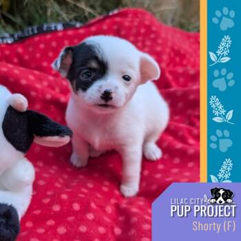 Shortie (Shorthorn) -  Chihuahua Dog for Adoption in Spokane, Washington - Shortie (Shorthorn) | PetCurious