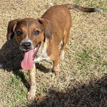 Beagle and Australian Cattle Dog Blue Heeler Dogs Available for Adoption - Piglet | PetCurious