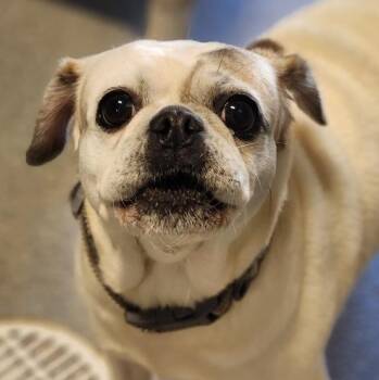 Terra -  Pug Dog for Adoption in New Philadelphia, Ohio - Terra | PetCurious