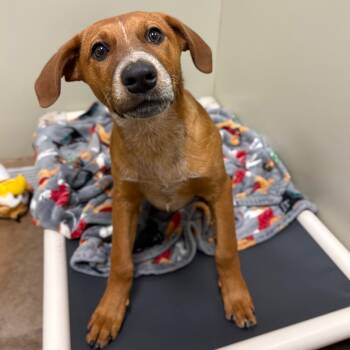 Rescue Mixed Breed Dogs for Adoption in Spokane, Washington - Paris | PetCurious