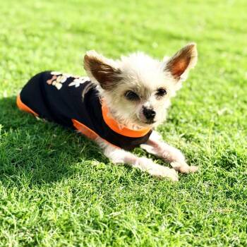 Boop -  Maltese and Yorkshire Terrier Dog for Adoption in South Riding, Virginia - Boop | PetCurious