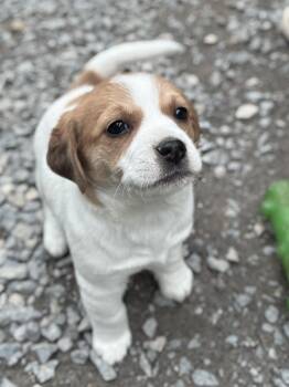 Beagle and Jack Russell Terrier Dogs Available for Adoption in Millerstown, Pennsylvania - HOT PEPPER | PetCurious