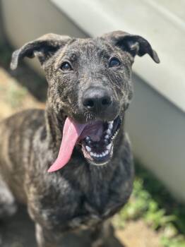 Dutch Shepherd Dogs Available for Adoption in Stafford, Virginia - Gloria | PetCurious