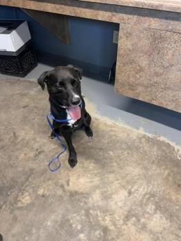 Labrador Retriever and Mixed Breed Dogs Available for Adoption in Tallahassee, Florida - DUKE | PetCurious