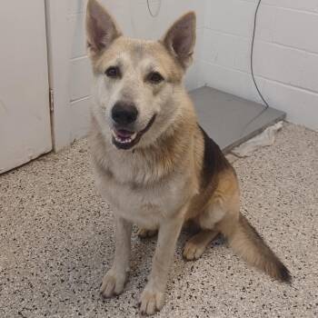 Royal -  German Shepherd Dog and Husky Dog for Adoption in Hattiesburg, Mississippi - Royal | PetCurious