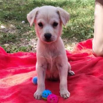 Maven -  Labrador Retriever and Mixed Breed Dog for Adoption in West Islip, New York - Maven | PetCurious