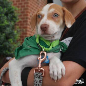 Tyna -  Terrier Dog for Adoption in Washington, District Of Columbia - Tyna | PetCurious