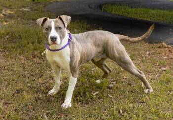 Mixed Breed Dogs Available for Adoption in Durham, North Carolina - Ava | PetCurious