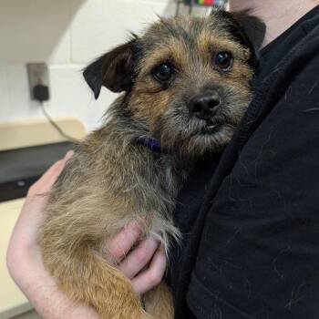Chalulu -  Wirehaired Terrier and Mixed Breed Dog Available for Adoption in Ardmore, Oklahoma - Chalulu | PetCurious