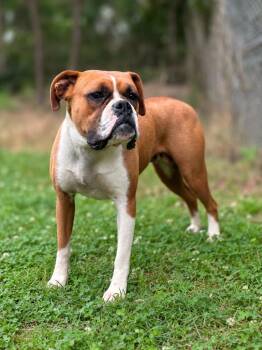 Autumn -  Boxer Dog for Adoption in Russellville, Kentucky - Autumn | PetCurious