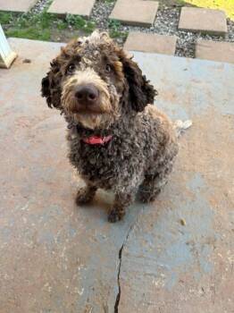 Mia Mya -  Standard Poodle and Labrador Retriever Dog for Adoption in Milton, Georgia - Mia Mya | PetCurious