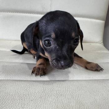 Chihuahua and Dachshund Dogs Available for Adoption in Venice, Florida - Chiweenie 8/Bolte | PetCurious