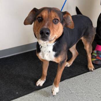 Spud -  Hound and Mixed Breed Dog for Adoption in Galax, Virginia - Spud | PetCurious