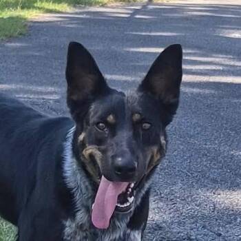 Xena (20261017-04) -  Shepherd and Australian Cattle Dog Blue Heeler Dog for Adoption in Niagara Falls, Ontario - Xena (20261017-04) | PetCurious
