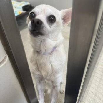 Sandy Cheeks -  Chihuahua Dog for Adoption - Sandy Cheeks | PetCurious