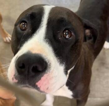 GLADYS -  Pit Bull Terrier Dog for Adoption in Elizabethton, Tennessee - GLADYS | PetCurious