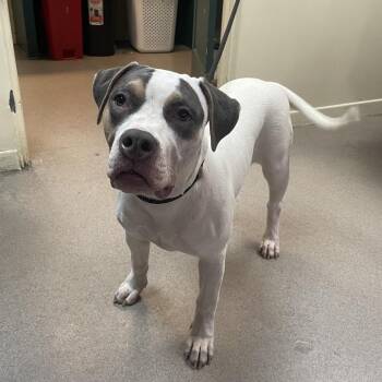 Liz Taylor -  Pit Bull Terrier Dog for Adoption in Pasadena, California - Liz Taylor | PetCurious