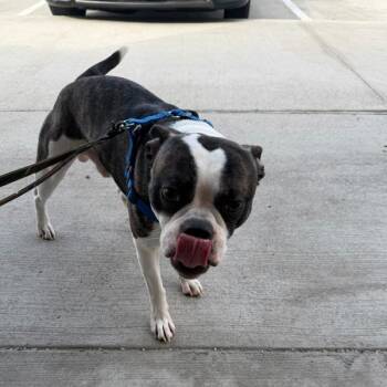 Boston Terrier Dogs Available for Adoption in Des Moines, Iowa - Cornelius | PetCurious