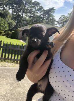 Lincoln (stays small) -  Chihuahua and Dachshund Dog for Adoption in Lucedale, Mississippi - Lincoln (stays Small) | PetCurious