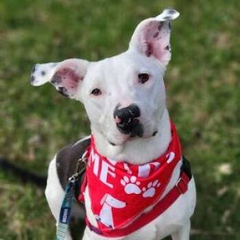 Great Dane Dogs Available for Adoption in South Elgin, Illinois - Chico | PetCurious