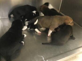 A1931859 -  Saint Bernard and German Shepherd Dog Dog for Adoption in Riverside, California - A1931859 | PetCurious